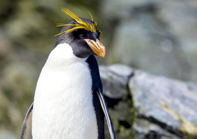 Macaroni penguin, South Georgia