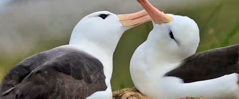 Falklands, South Georgia & The Polar Circle