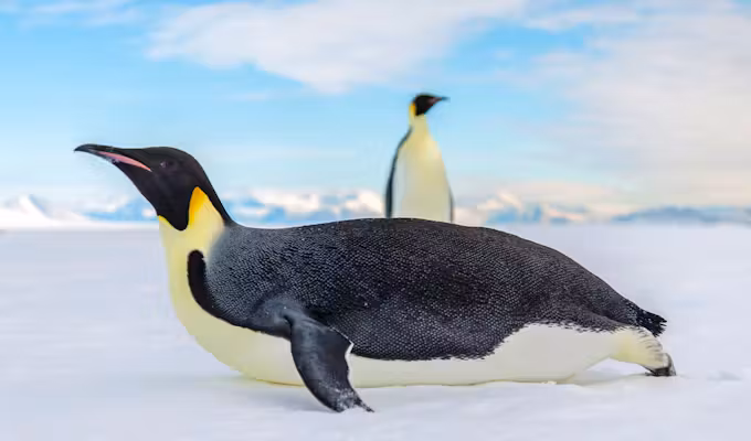 Quest for the Emperor Penguins of Snow Hill Island