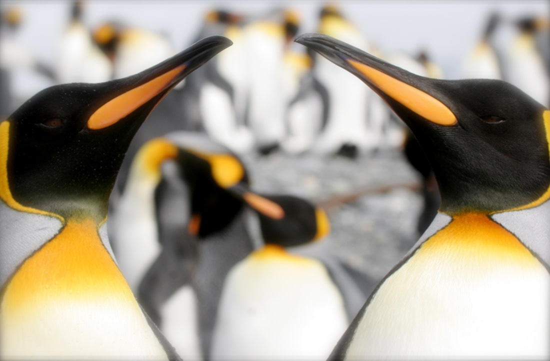 Two king penguins look at one another in a close-up image 