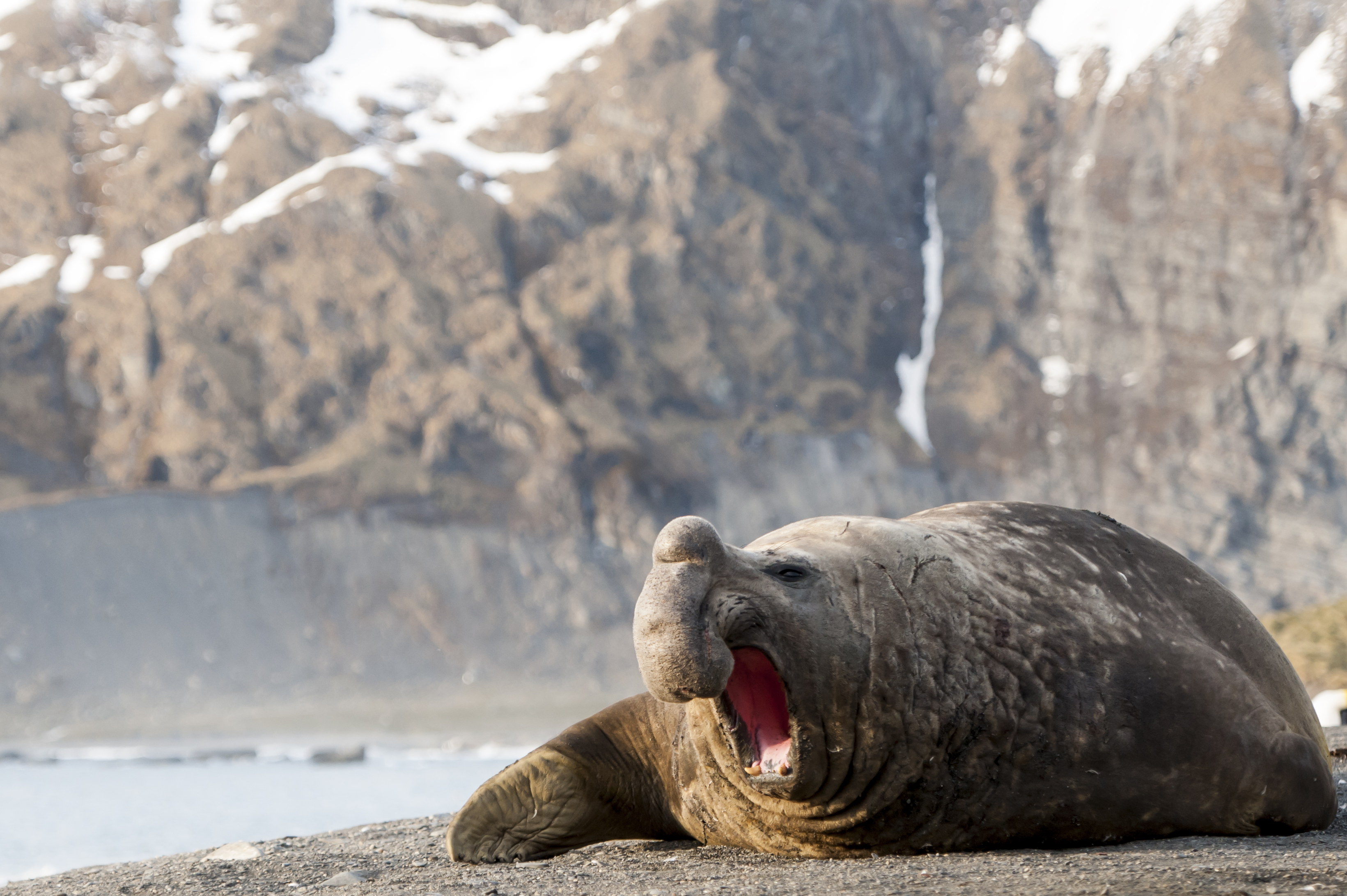 Male beachmaster elephant seal roars on the beach at Gold Harbour on South Georgia