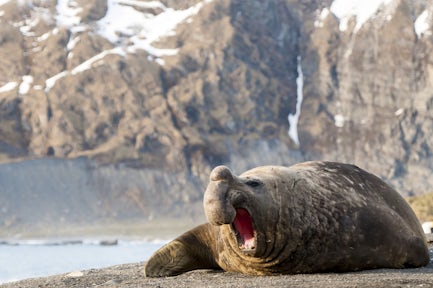Male beachmaster elephant seal roars on the beach at Gold Harbour on South Georgia