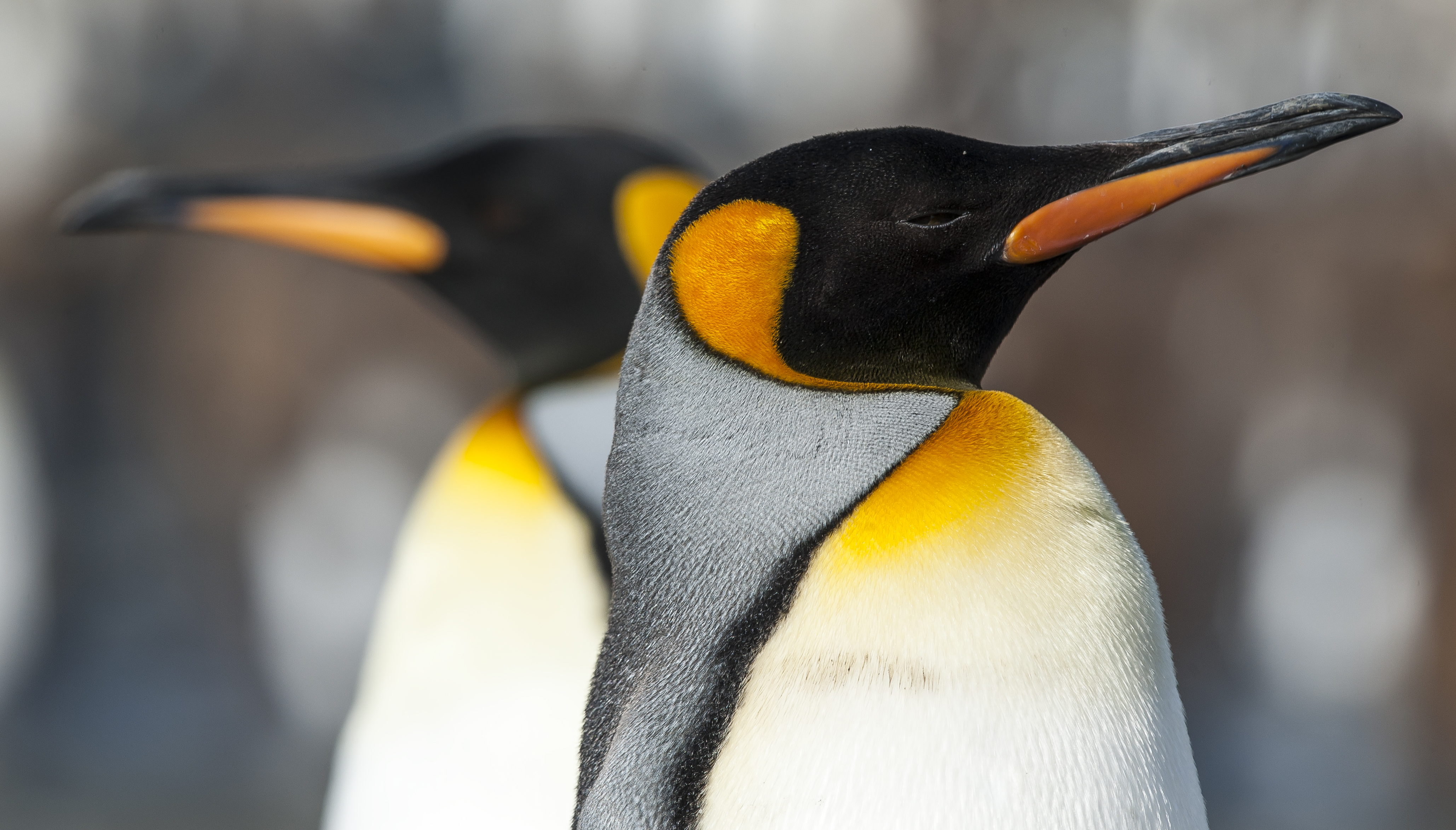 Epic Explorer: Buenos Aires, Falklands, South Georgia & the Antarctic Circle
