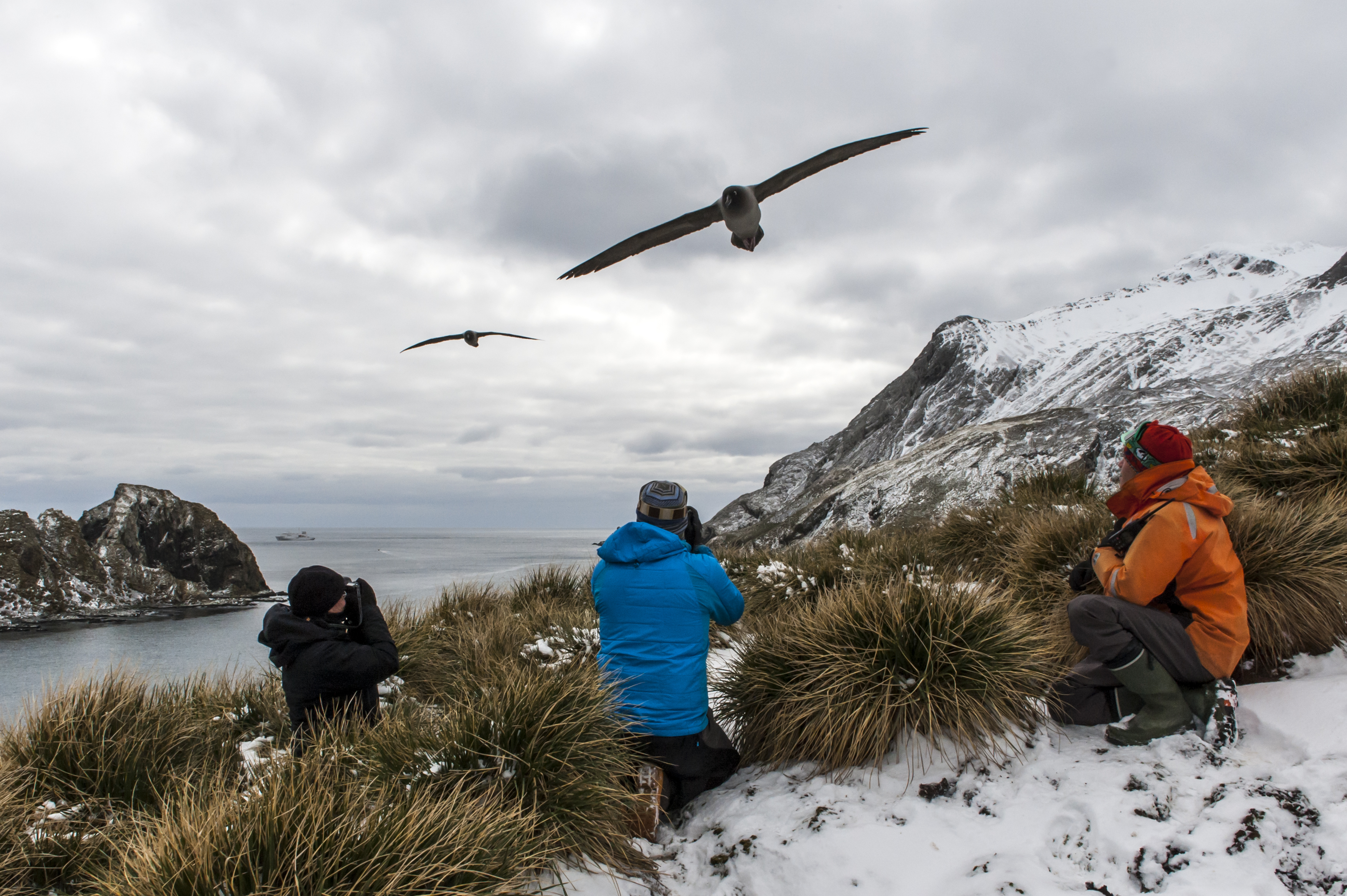 Tourists watch light-mantled albatrosses flying overhead in the snow at Elsehul, South Georgia