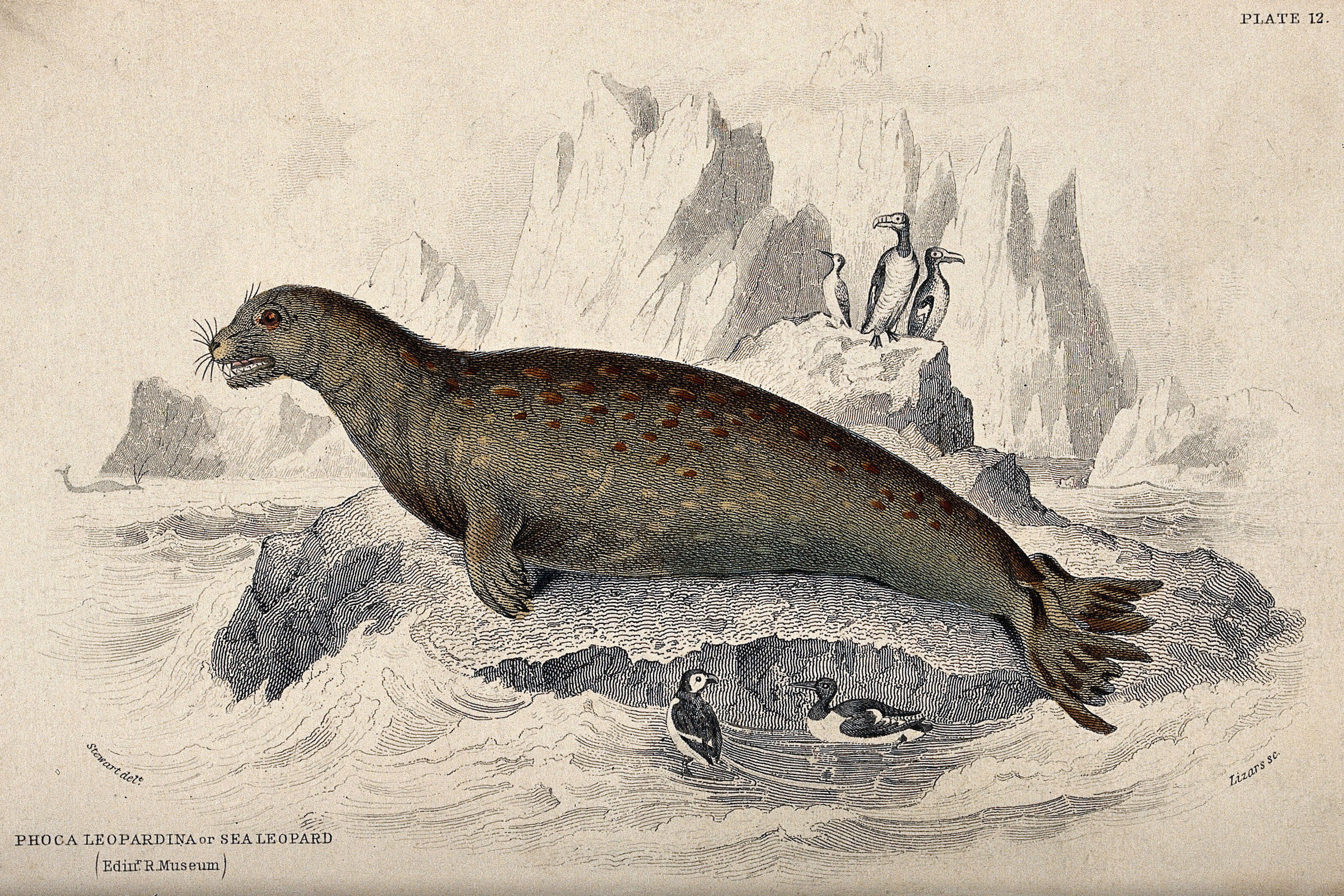 Engraving of a sea leopard (leopard seal) sitting on a rock in the sea. Coloured etching by W. H. Lizars after J. Stewart. Wellcome Collection.