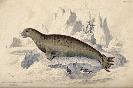 Engraving of a sea leopard (leopard seal) sitting on a rock in the sea. Coloured etching by W. H. Lizars after J. Stewart. Wellcome Collection.