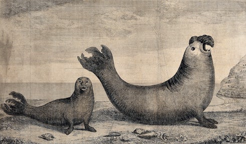 19th century engraving of an adult male and female elephant seal on the beach in the Southern Ocean