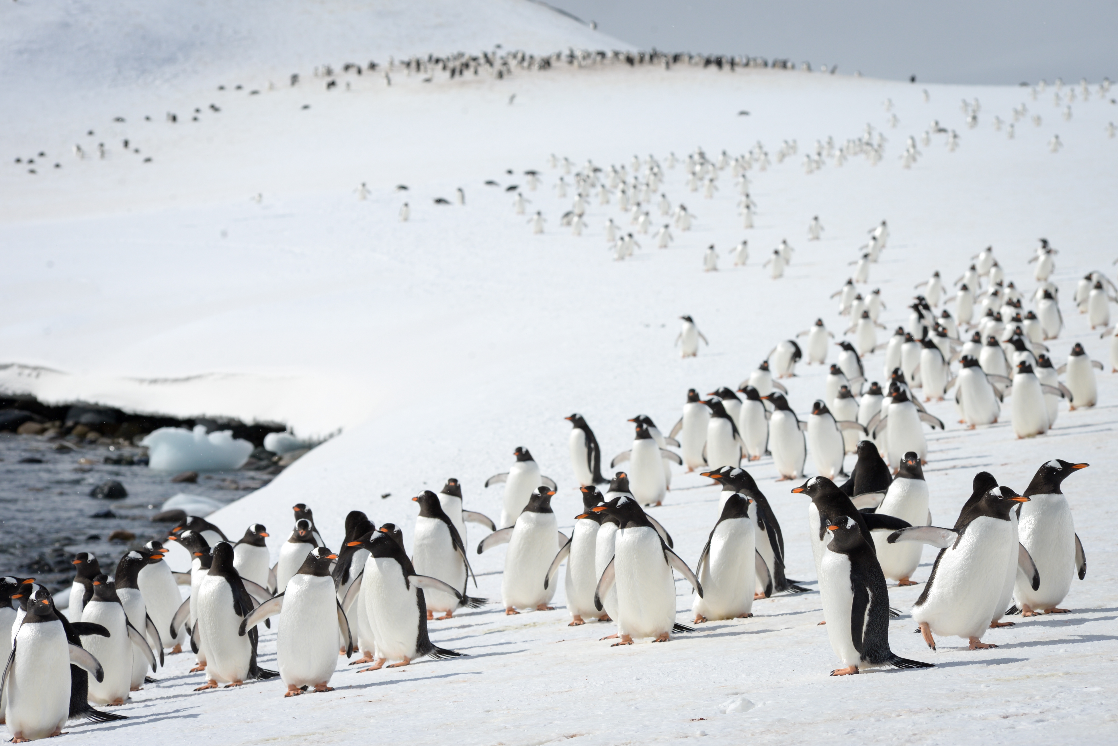 Gentoo penguins on Cuverville Island, Antarctica