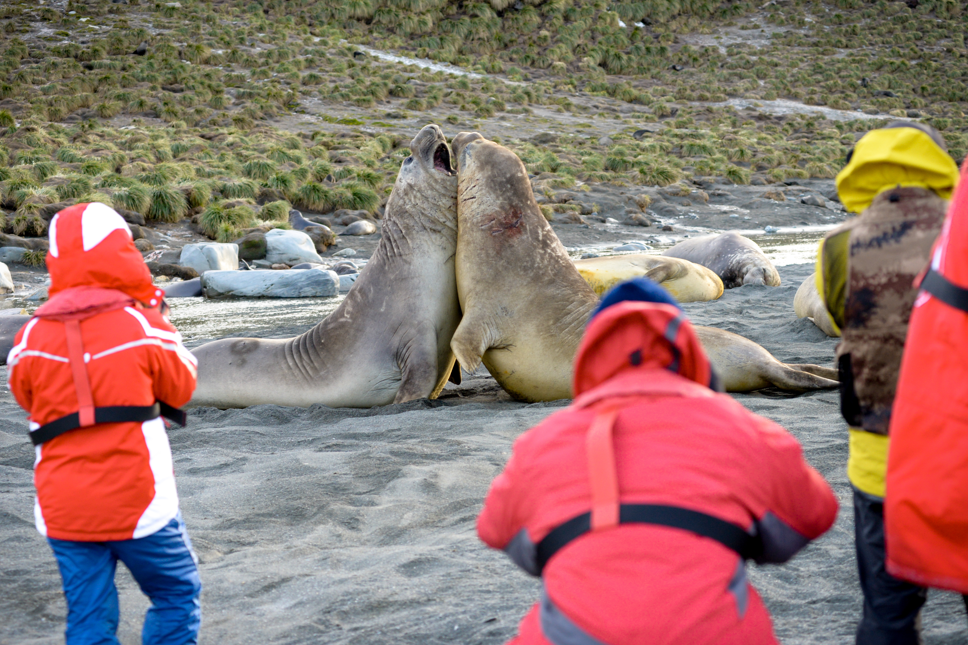 South Georgia, Antarctica and Falklands Explorer
