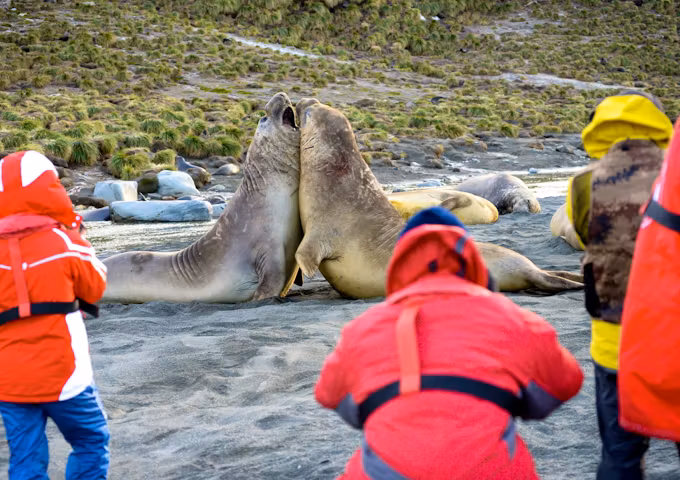 South Georgia, Antarctica and Falklands Explorer