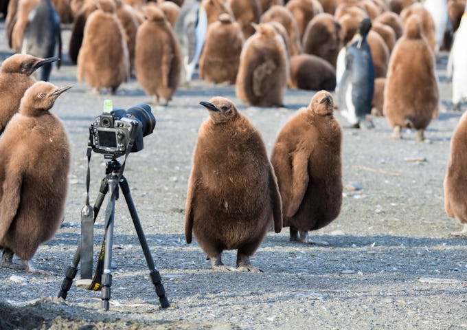 Photography Tours South Georgia