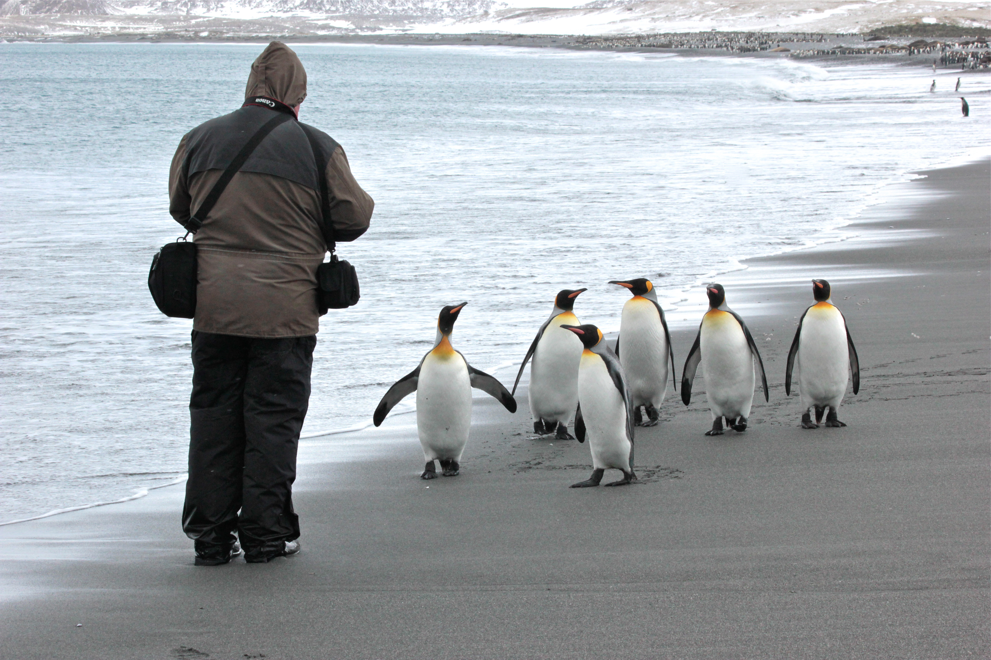 Photography Tours South Georgia