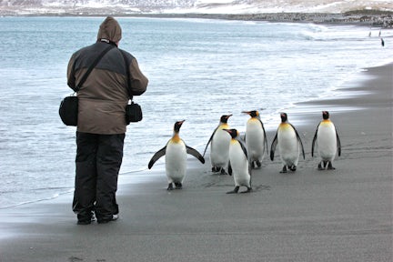 Photography Tours South Georgia