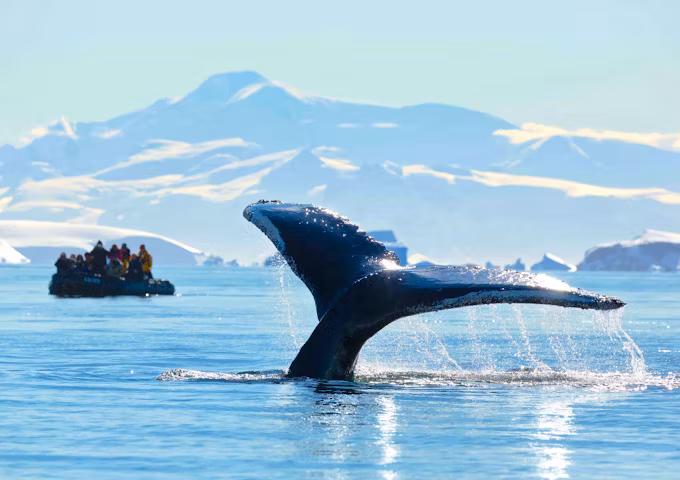 South Georgia, Antarctica and Falklands Explorer