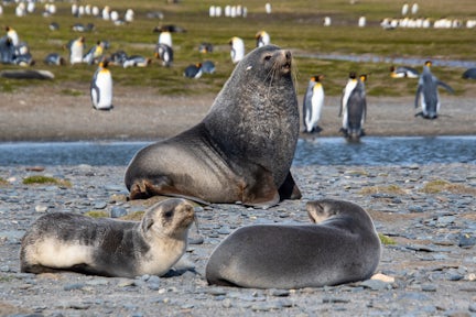 Bull fur seal and females on South Georgia, with distant king penguins
