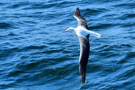 Wandering albatross on the Drake Passage