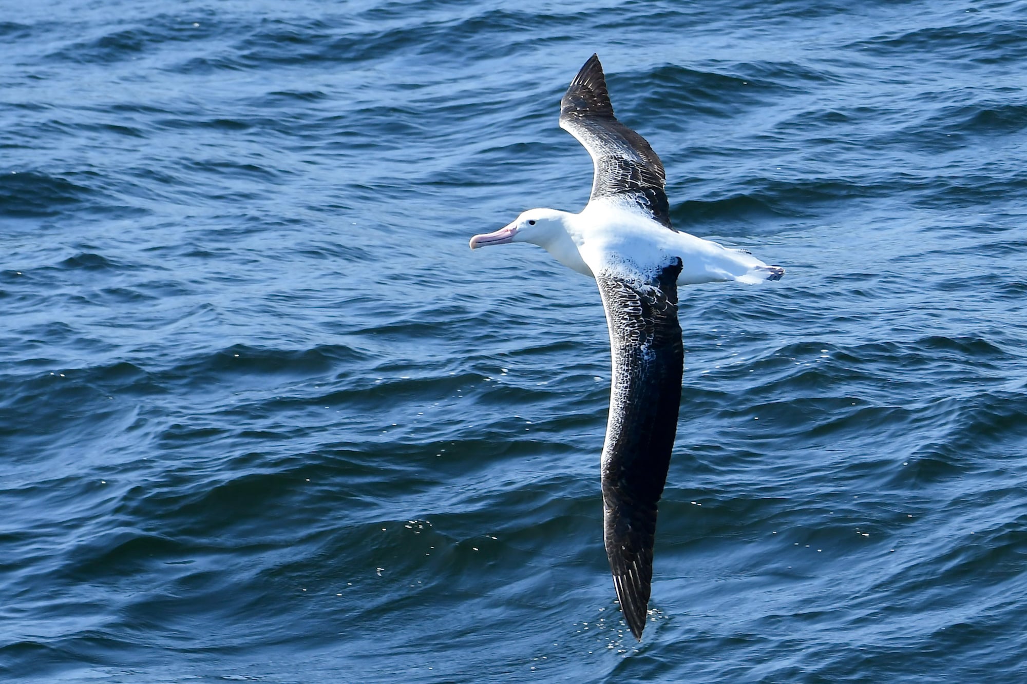 Wandering albatross on the Drake Passage