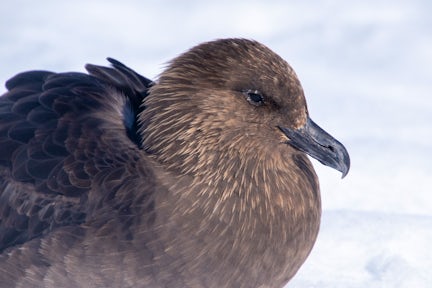 Close up shot of a brown skua in Antarctica
