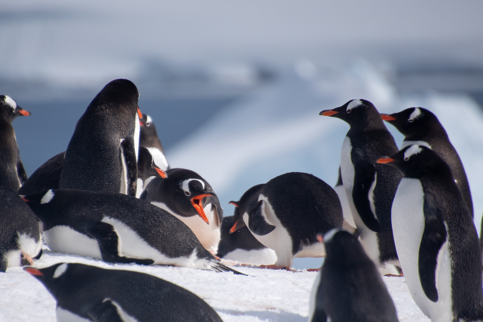 Gentoo penguin colony on Cuverville Island