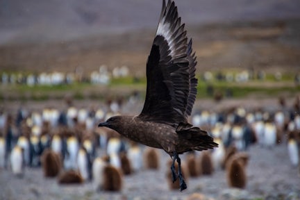 Brown skua flying over a king penguin colony on South Georgia