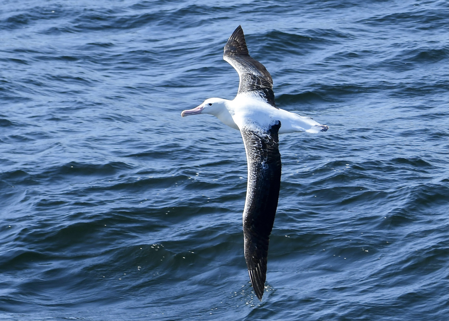Wandering albatross on the Drake Passage