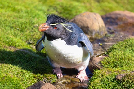 A crouching rockhopper penguin in a stream at Saunders Island (the Neck) in the Falkland Islands
