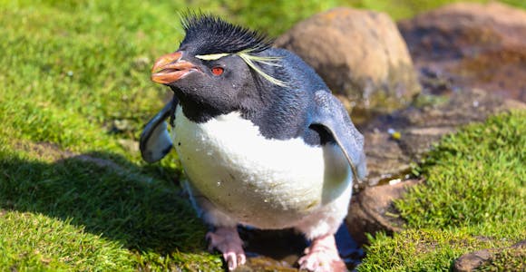 A crouching rockhopper penguin in a stream at Saunders Island (the Neck) in the Falkland Islands