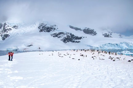 Long shot of two tourists in red in the snow of Cuverville Island in Antarctica, taking photos of gentoo penguins