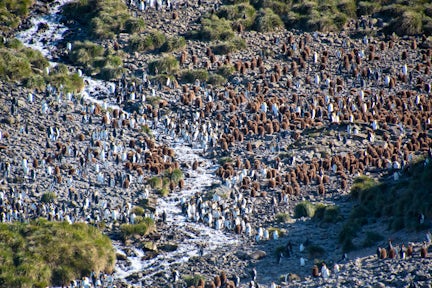 A long shot of a thousands of birds in a king penguin colony on the hills above Right Whale Bay on South Georgia island