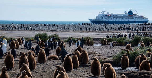 The expedition cruise ship Seaventure is seen moored at Salisbury Plain on South Georgia island, with a large number of king penguins in the foreground