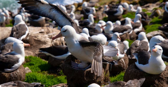 Close up of a black-browed albatross colony on the cliffs at Saunders Island in the Falkland Islands