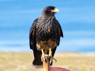 A striated caracara hawk with black and cream feathers sits on a fence post at West Point in the Falkland Islands. An identity ring is visible on one leg
