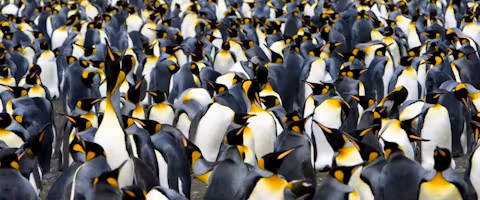 Epic Explorer: Falklands, South Georgia & the Antarctic Circle