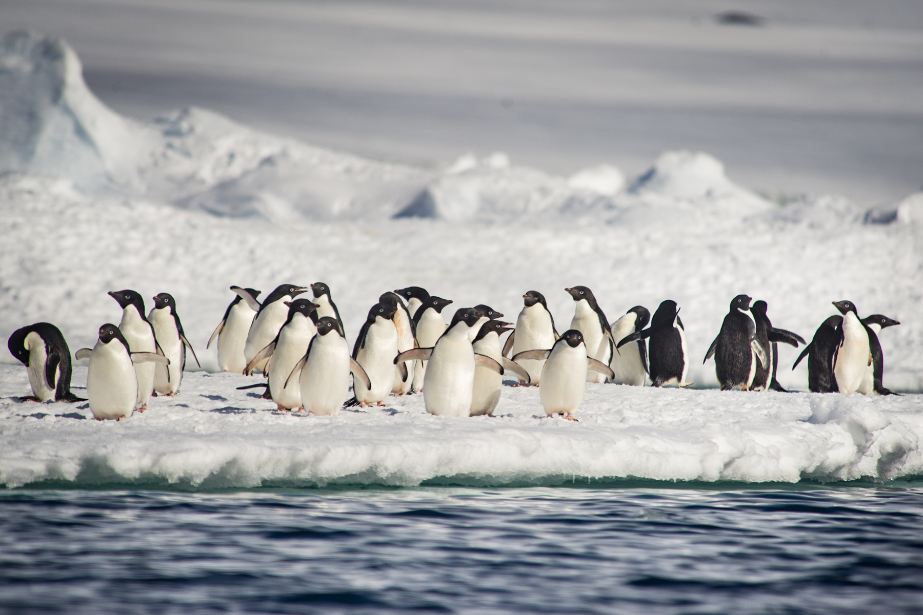 Group of Adelie penguins, Antarctica