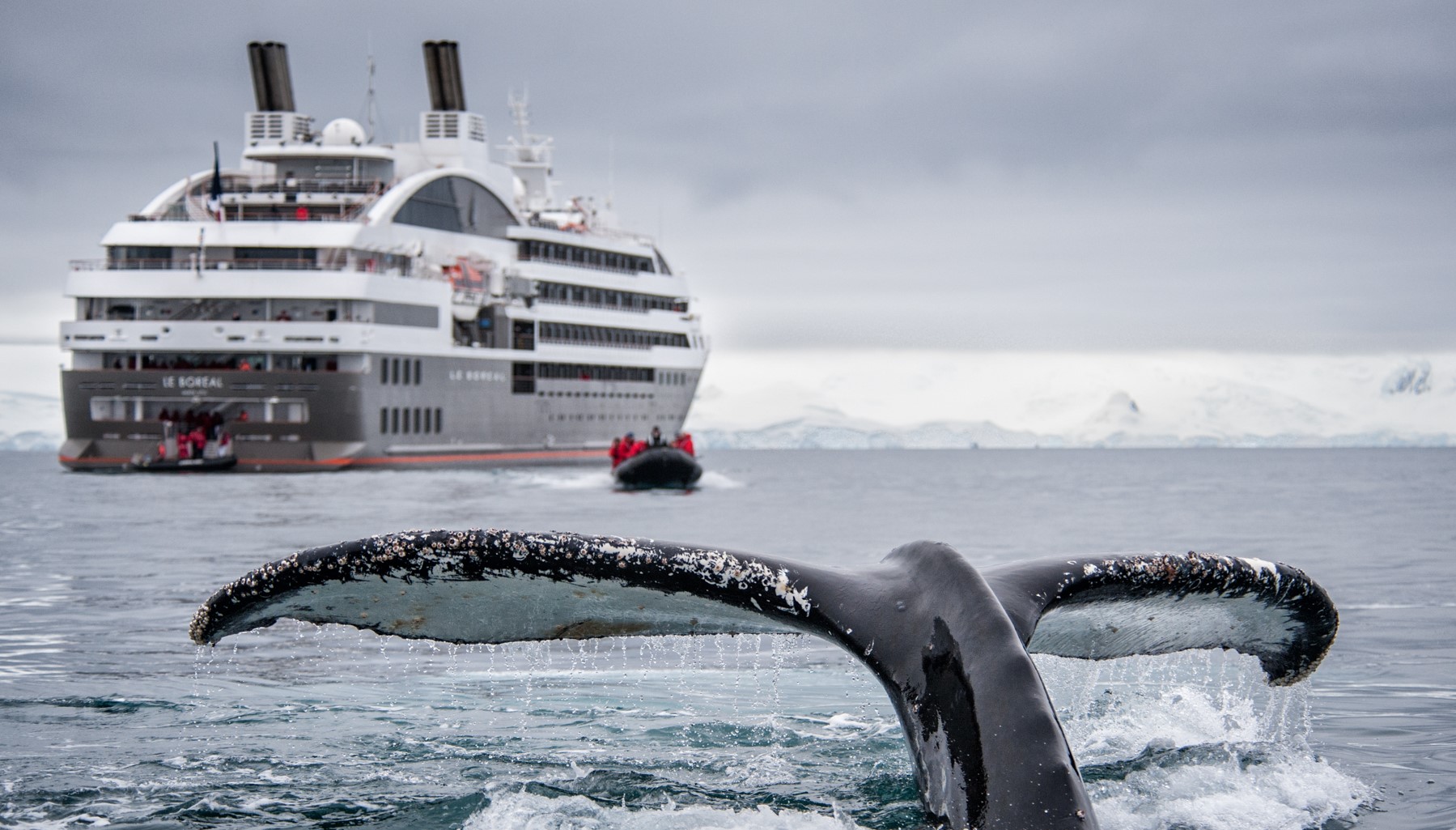 Watching whale flukes from Le Soleal cruise ship in Antarctica