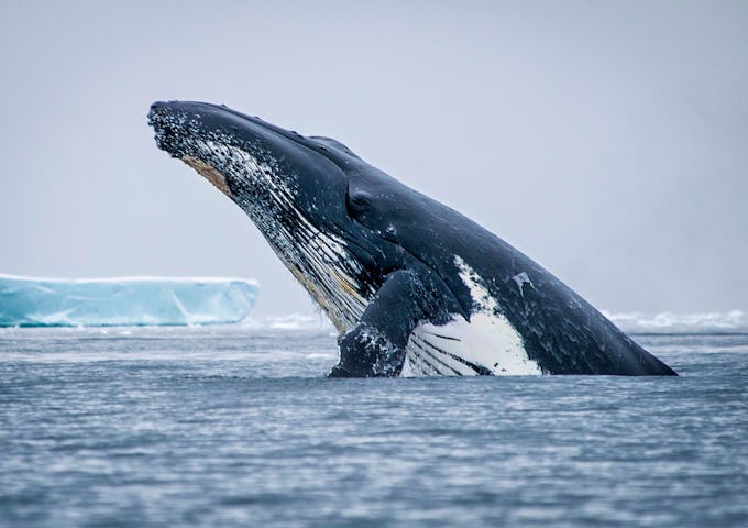 Heart of Antarctica
