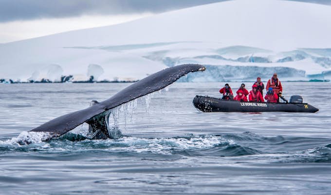 Antarctica, Falklands & South Georgia in Comfort