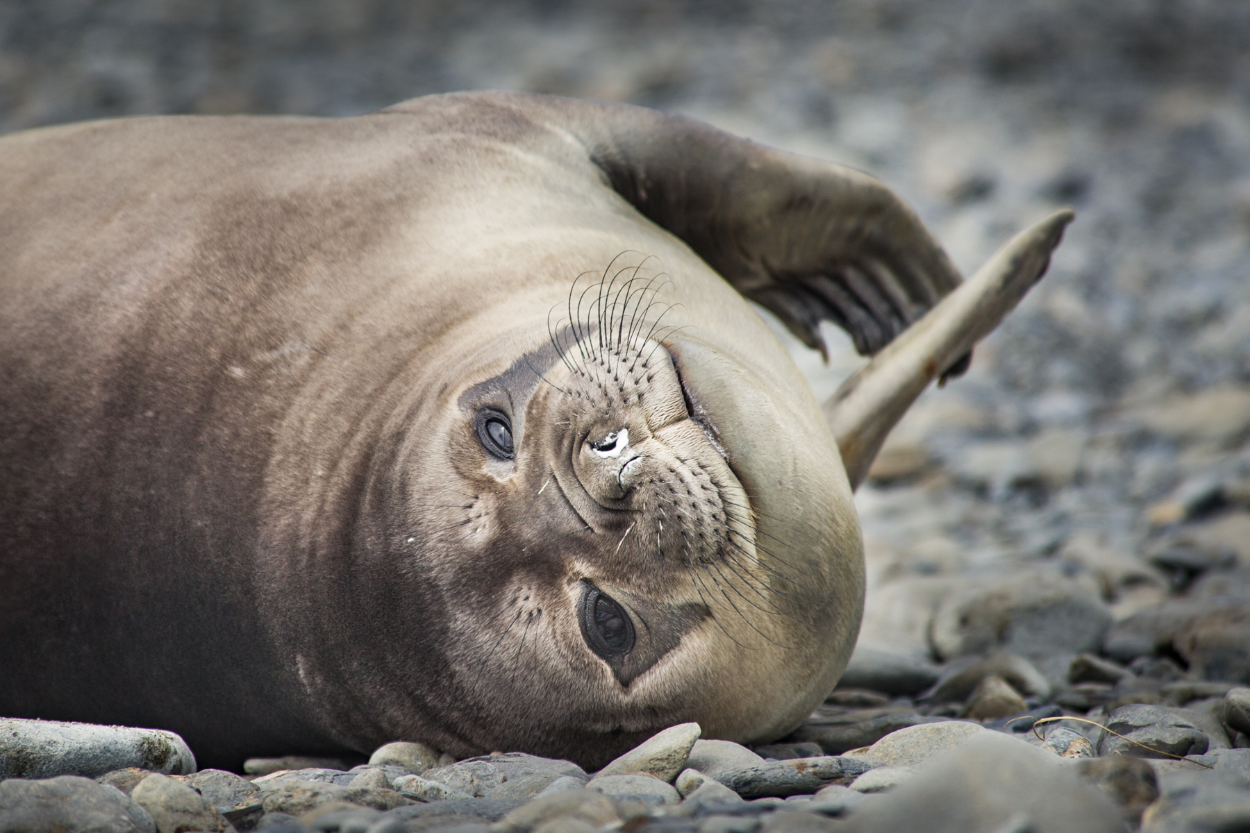 Seal relaxing, Antarctica, South Georgia