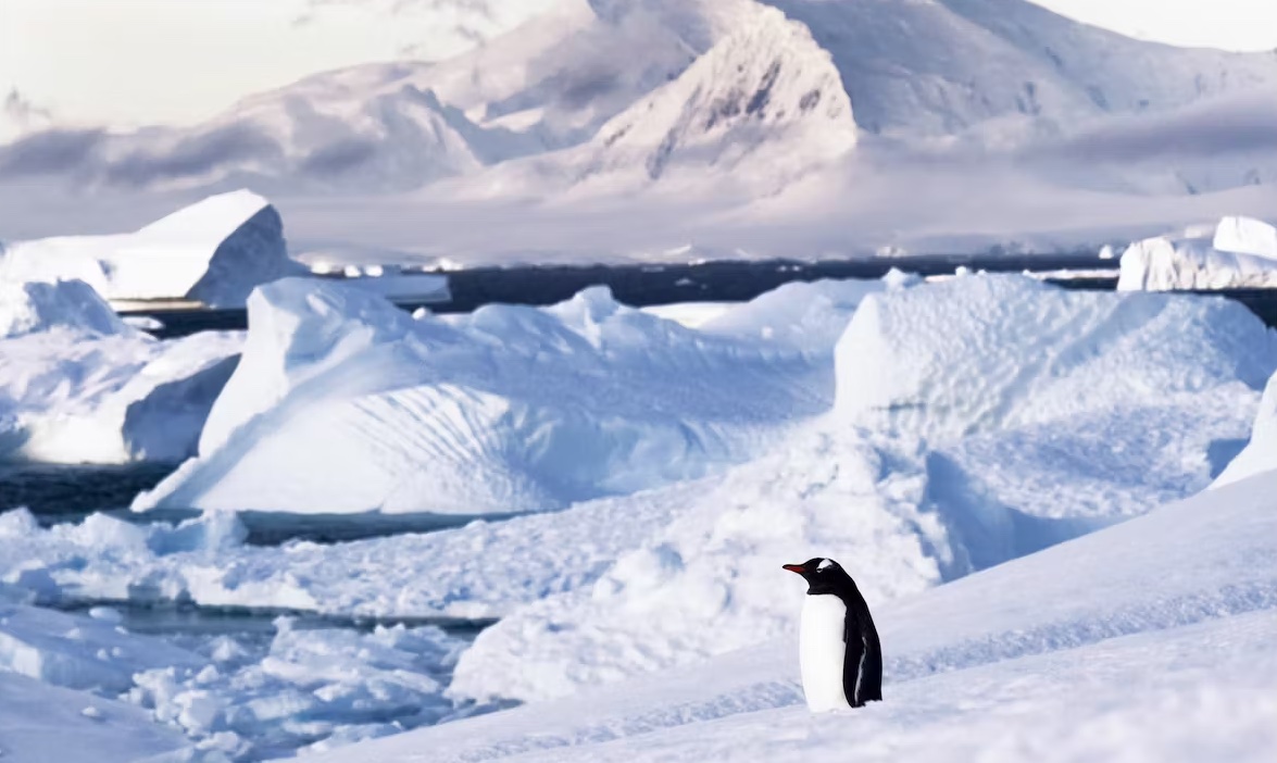 Penguins on the Ross Sea trip 