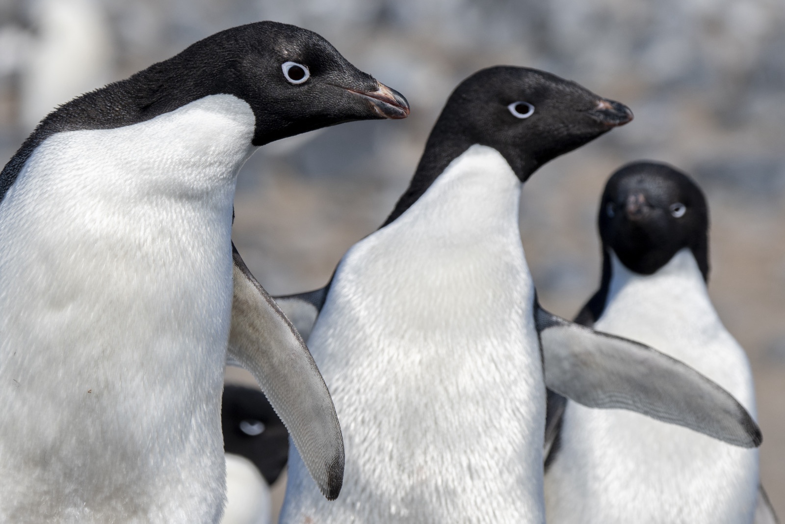 Three Adelie penguins look like they are posing for the camera