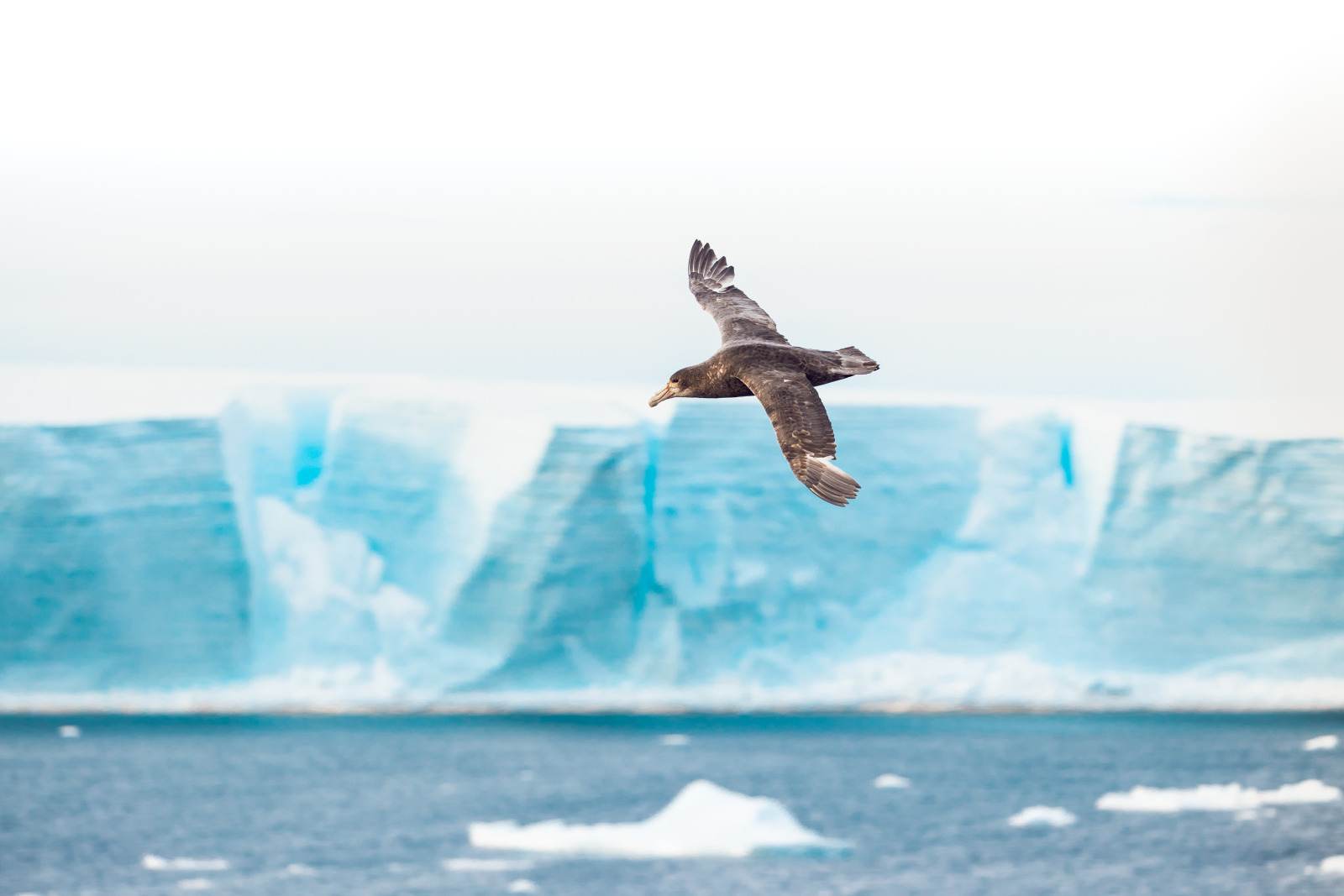 Giant petrels often follow in the ship's wake 