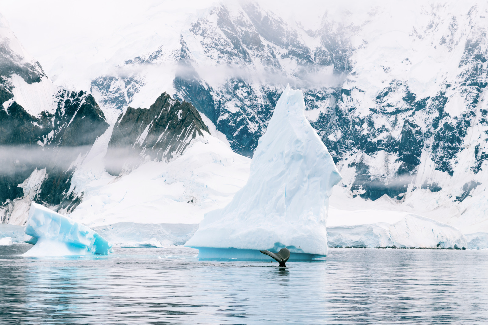 A whale shows off its flukes in front of a dramatic backdrop of icebergs 
