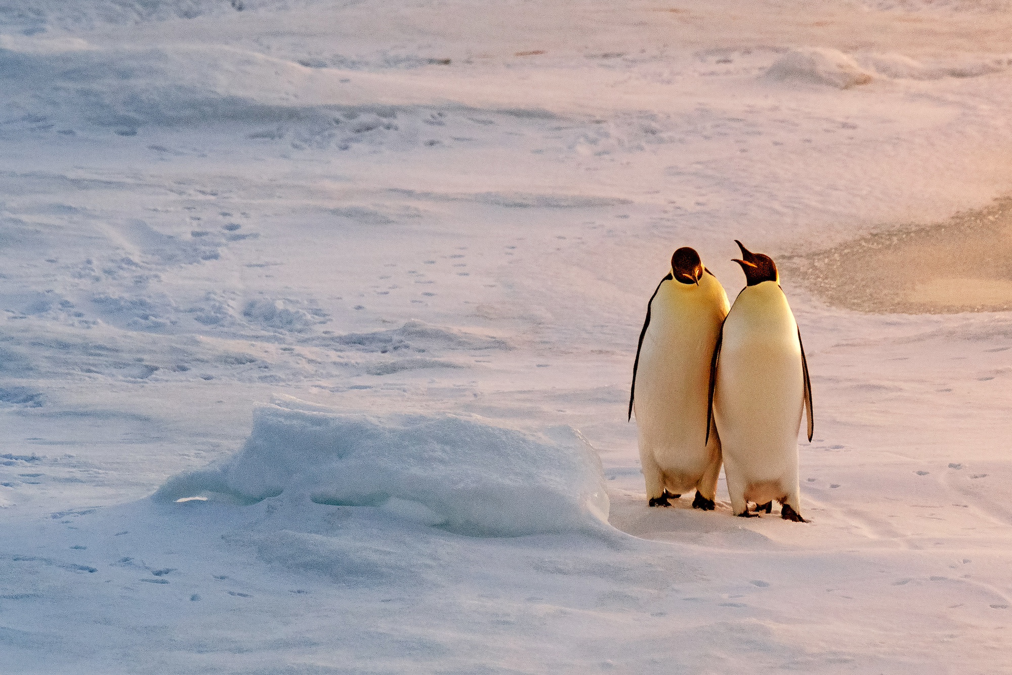 Two emperor penguins stand on the snow in Antarctica's Weddell Sea
