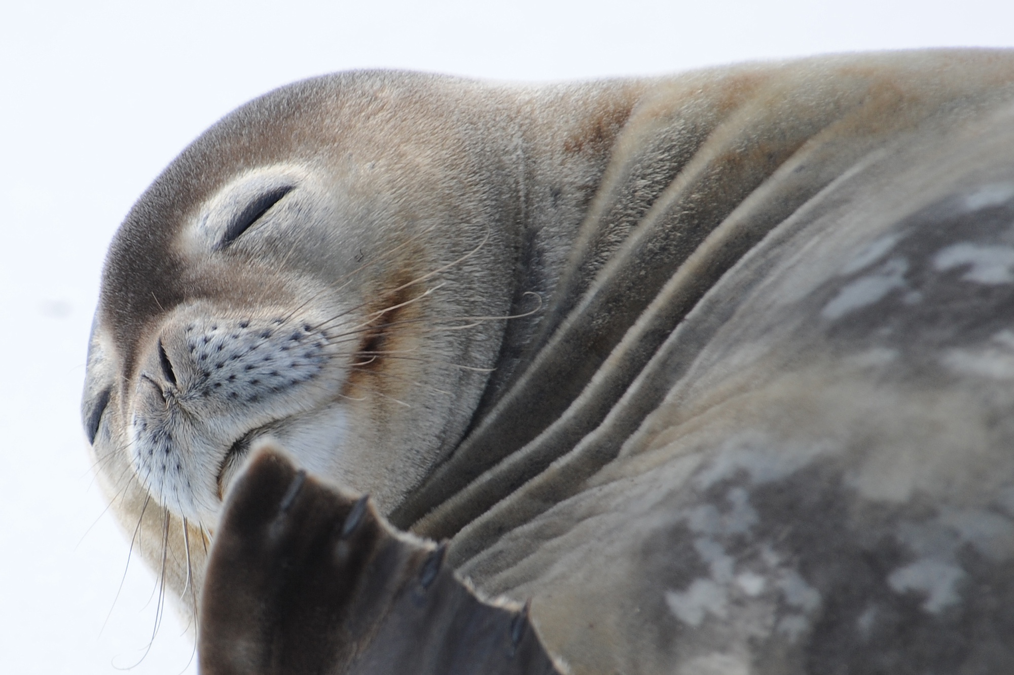 A sleepy Weddell seal in Antarctica 