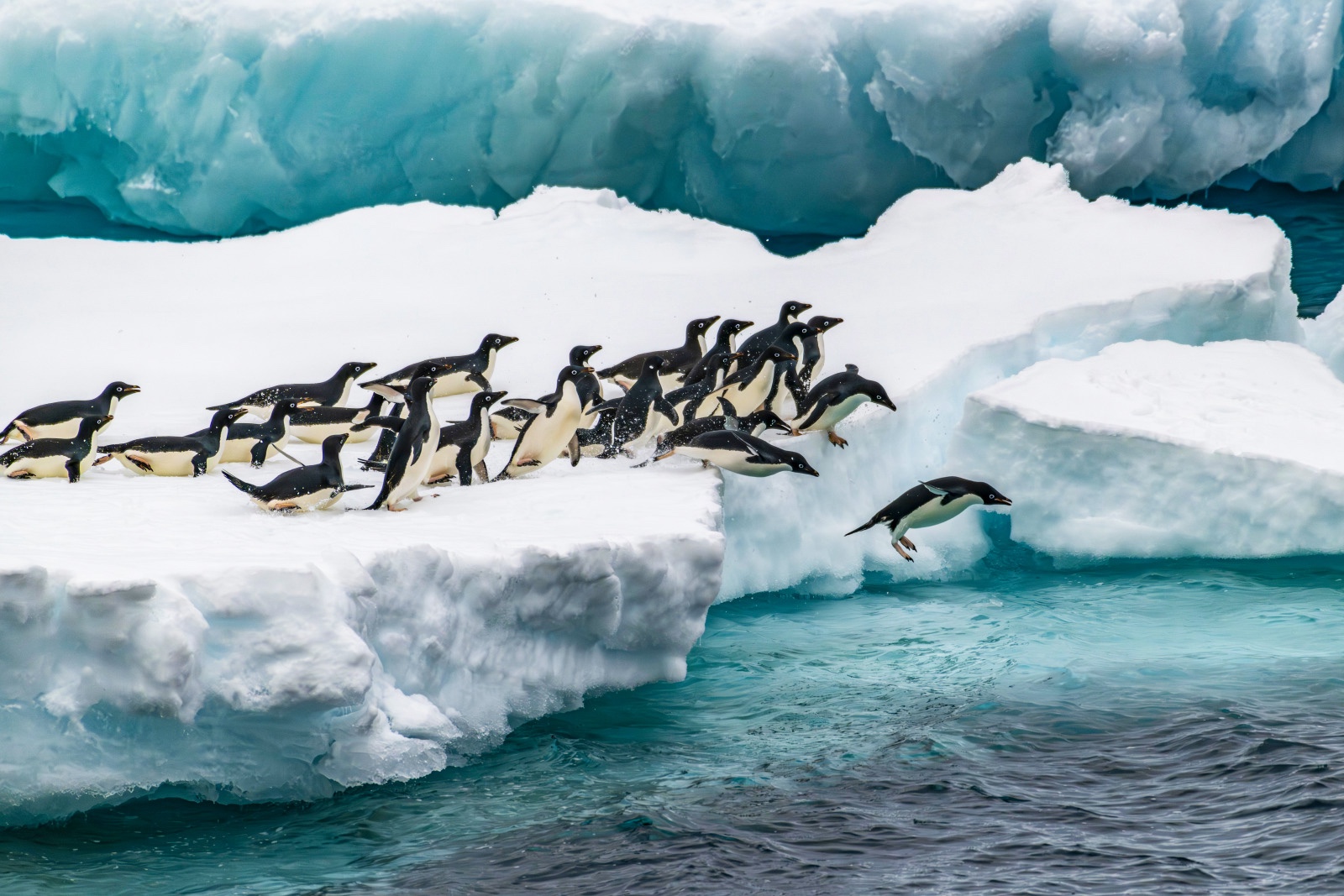 A group of Adelie penguins leap off the ice