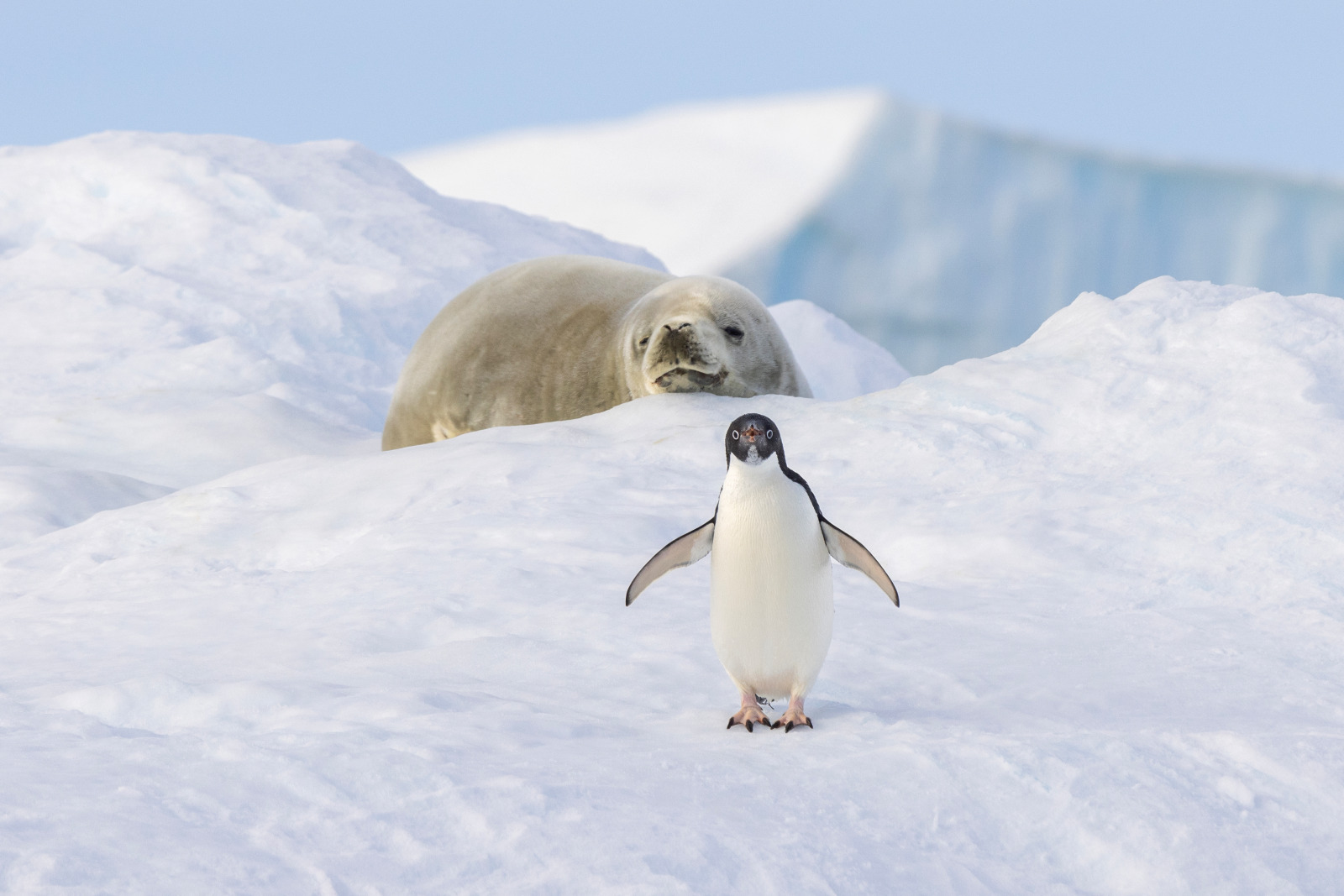 An Adelie penguin waddles towards the camera while a crabeater seal lies on the snow in the background