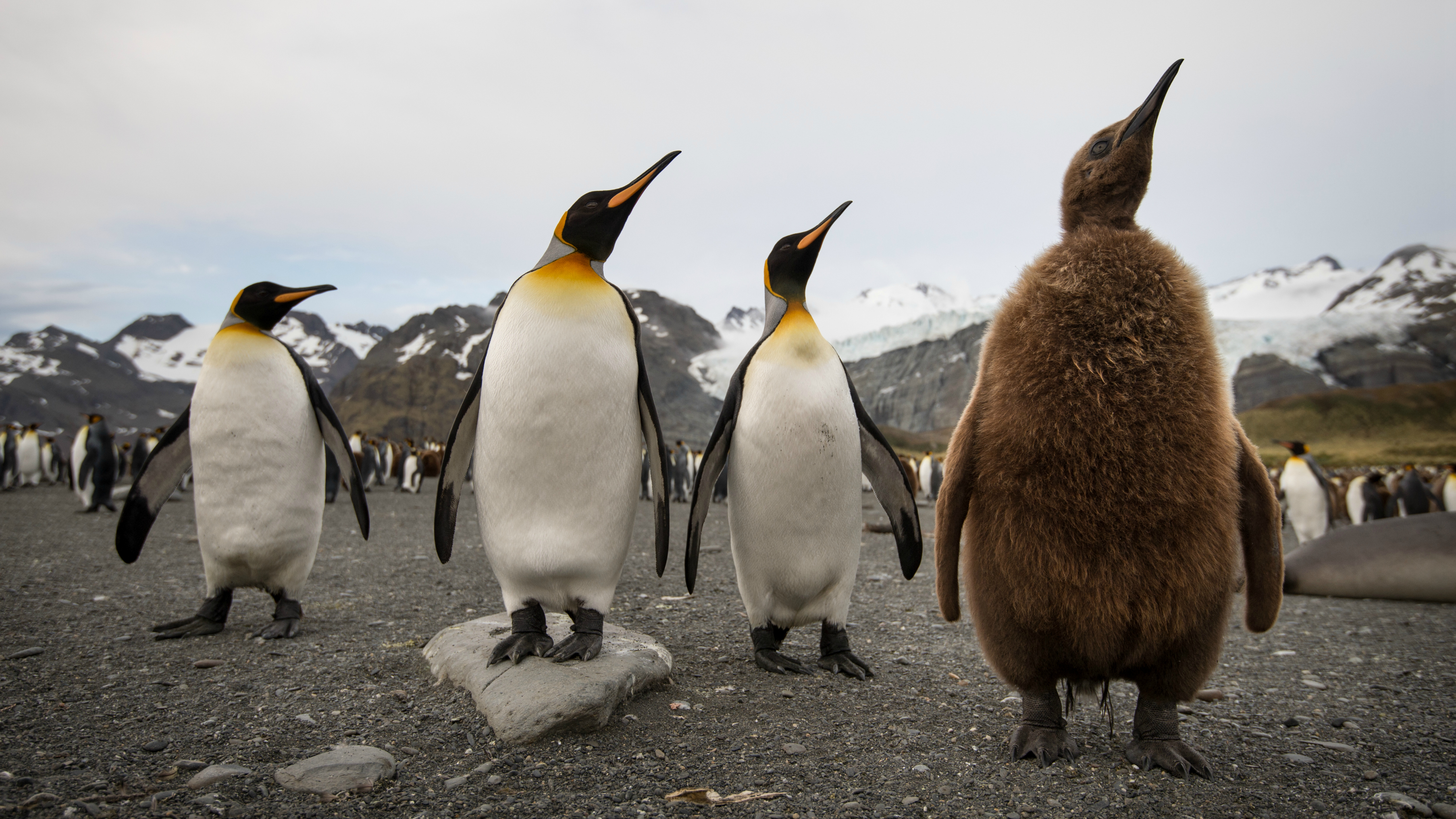King penguin group with chick, South Georgia