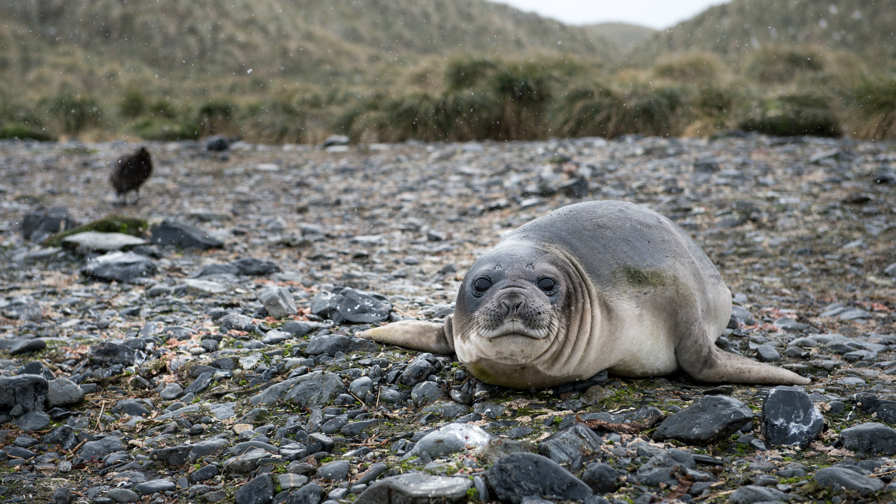 Elephant seal in South Georgia