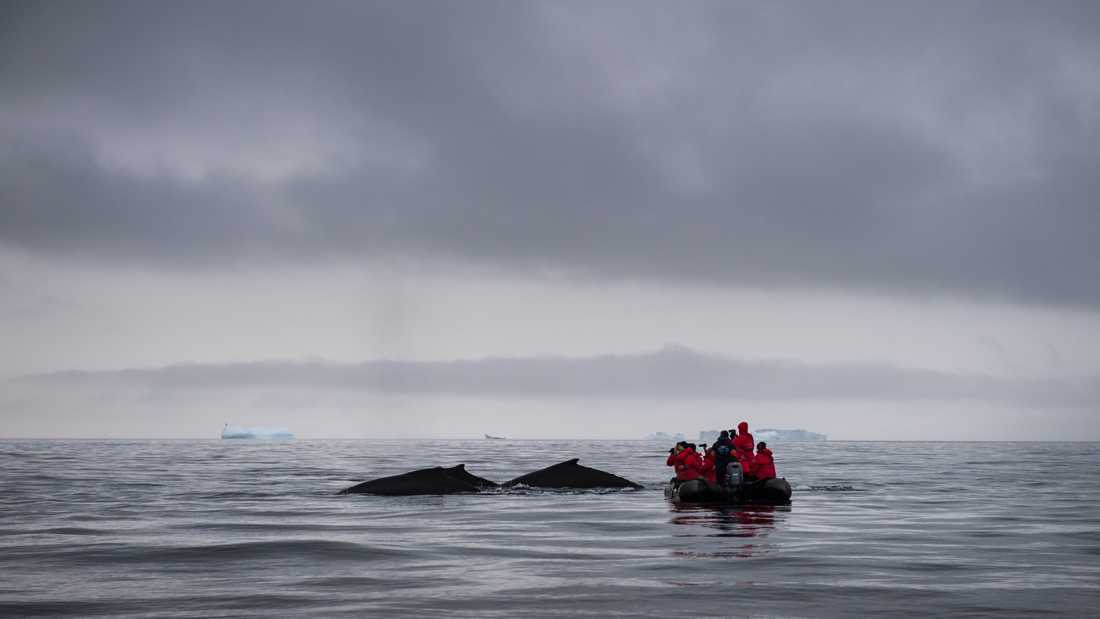 Zodiac cruise for whale watching in Antarctica