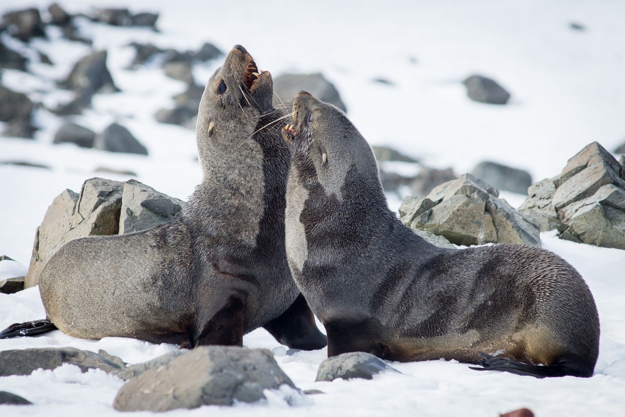 Sparring seals in Antarctica